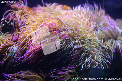 Image of Amazing marine animals closeup in aquarium