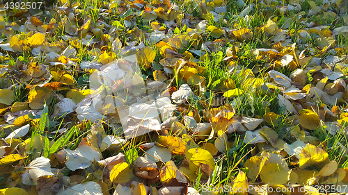 Image of Autumn background with green grass and fallen leaves
