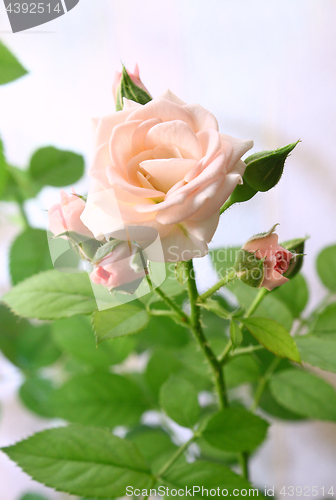 Image of Beautiful pink rose