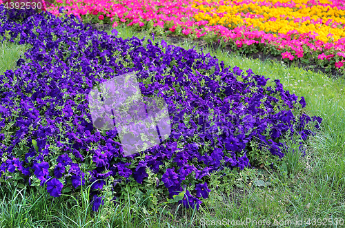 Image of Lawn with bright petunia 