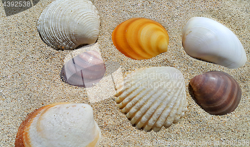 Image of Seashells closeup on a sand
