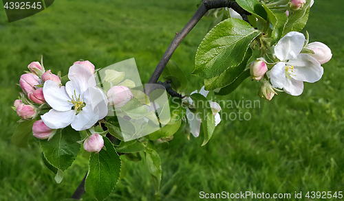 Image of Branch of a spring flowering apple-tree