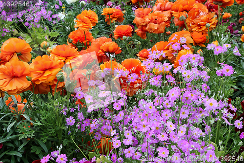 Image of Flowerbed with bright color flowers