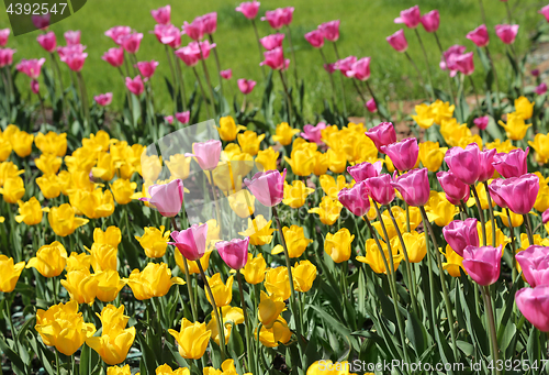 Image of Beautiful bright colorful tulips 