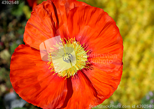 Image of Beautiful red poppy