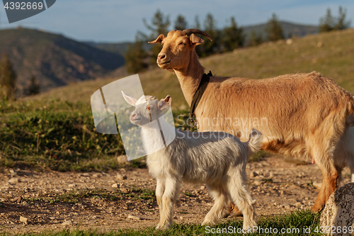 Image of Mother goat and her kid