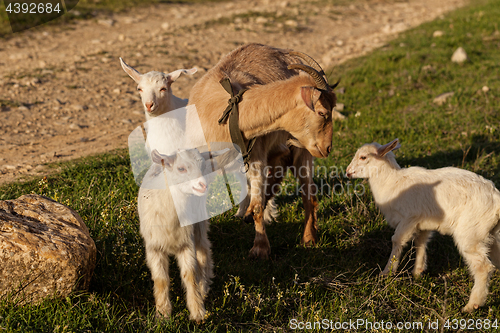 Image of Mother goat and her kids