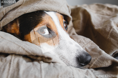 Image of Cute Jack Russell Terrier on his place.