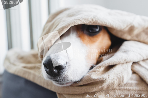 Image of Cute Jack Russell Terrier on his place.