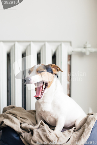 Image of Cute Jack Russell Terrier on his place.