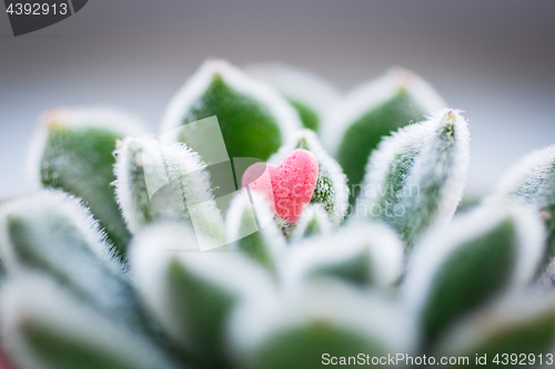 Image of Small pink candy Heart lying on shaggy green leafs