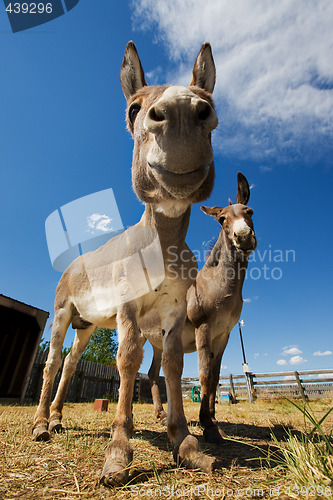 Image of Donkeys