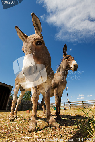 Image of Two donkeys