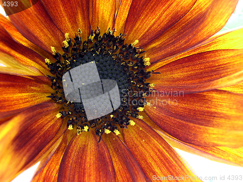 Image of sunflower