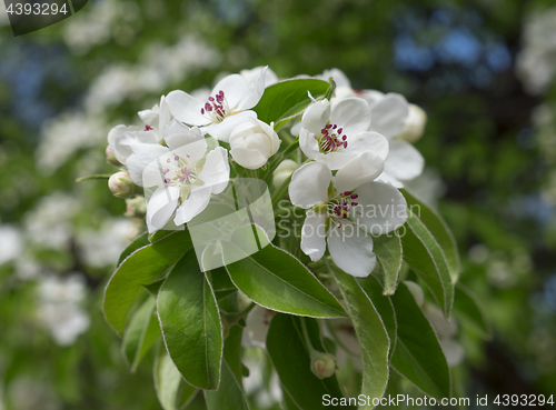 Image of Apple blossoms in spring on white background