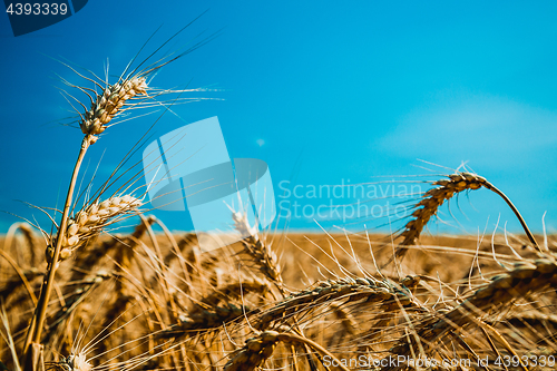 Image of Wheat field and blue sky