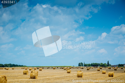 Image of Straw bales on farmland