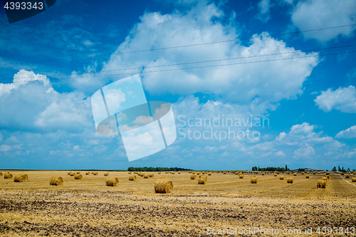 Image of Straw bales on farmland