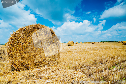 Image of Straw bales on farmland