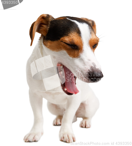 Image of Jack Russell Terrier of white background