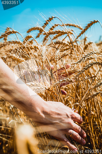 Image of girl runs a hand through the ears of wheat