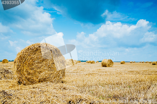 Image of Straw bales on farmland