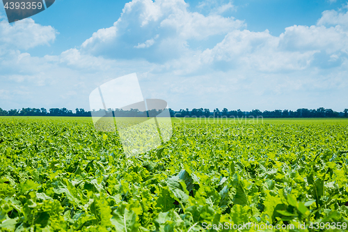 Image of green field and blue sky 