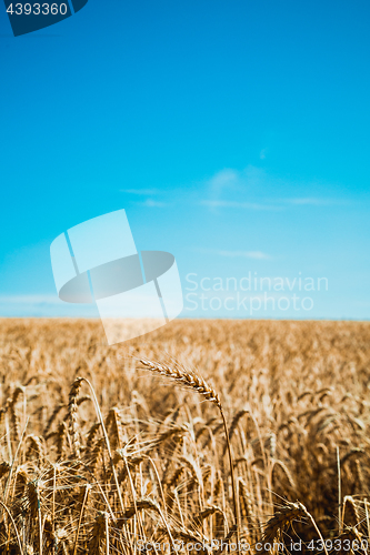 Image of Wheat field and blue sky