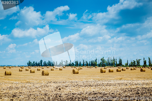 Image of Straw bales on farmland