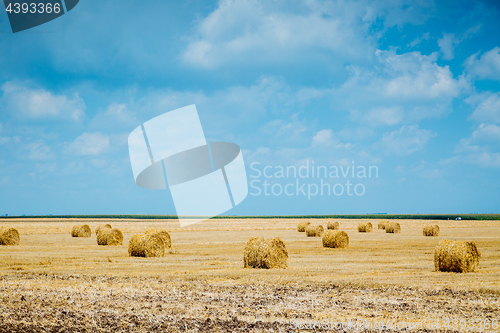 Image of Straw bales on farmland