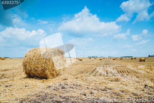 Image of Straw bales on farmland