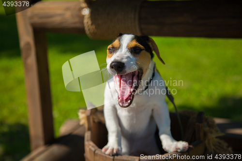 Image of Little dog Jack Russell Terrier yawns