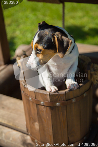 Image of Cute puppie yawning