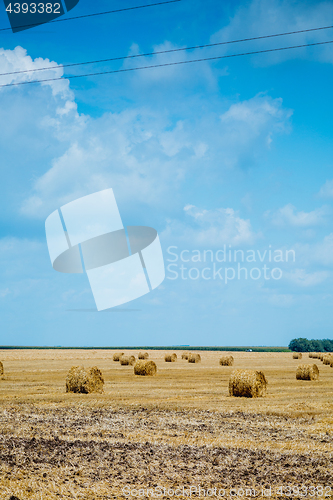 Image of Straw bales on farmland