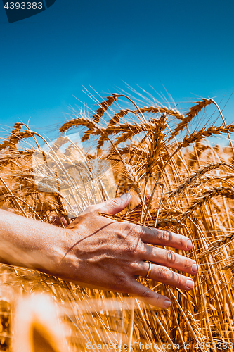 Image of girl runs a hand through the ears of wheat