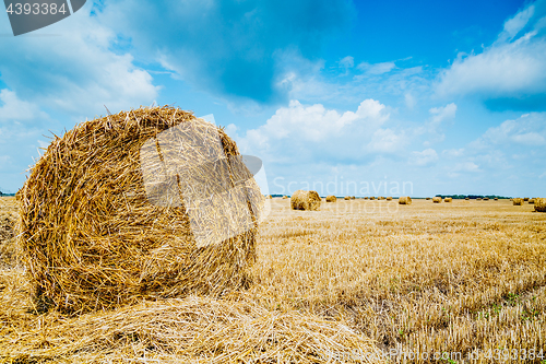 Image of Straw bales on farmland