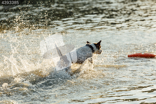 Image of Dog running in water of sea