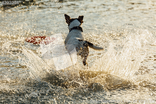 Image of Dog running in water of sea