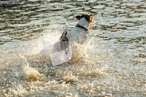 Image of Dog running in water of sea