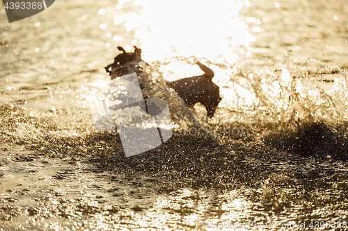 Image of Dog running in water of sea