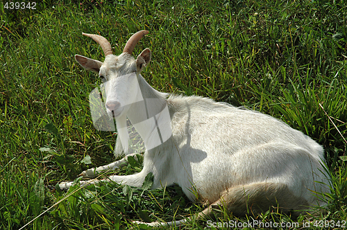 Image of White Goat