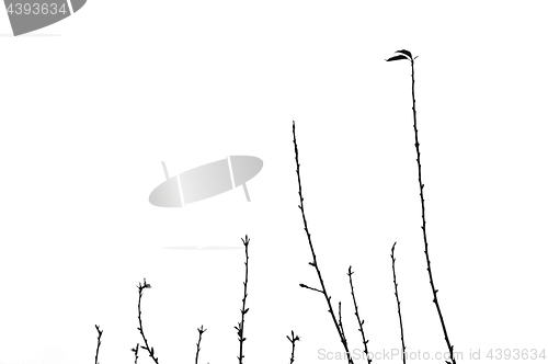 Image of twigs silhouette leafless branches on white background