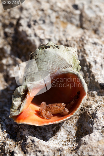 Image of Small hermit crab is hiding in shell from rapana