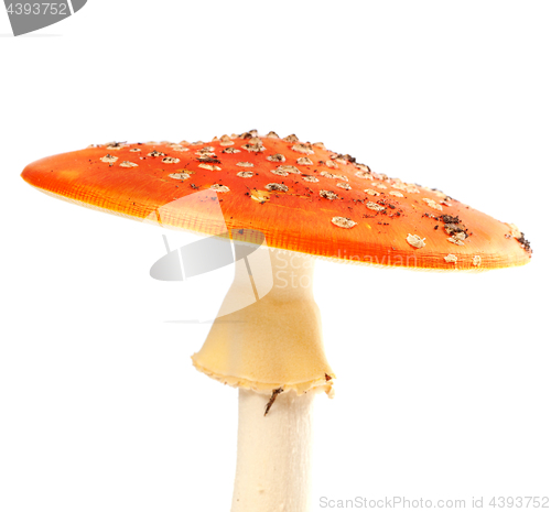 Image of Fly agaric (amanita muscaria) isolated on white background