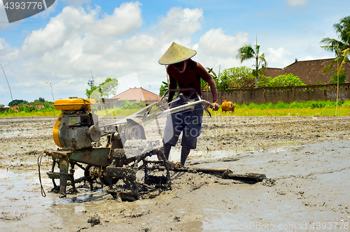 Image of Rice field worker. Bali, Indonesia