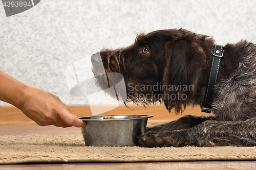 Image of hand holding a bowl with food for dog