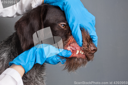 Image of hands of veterinarian checking teeth of dog