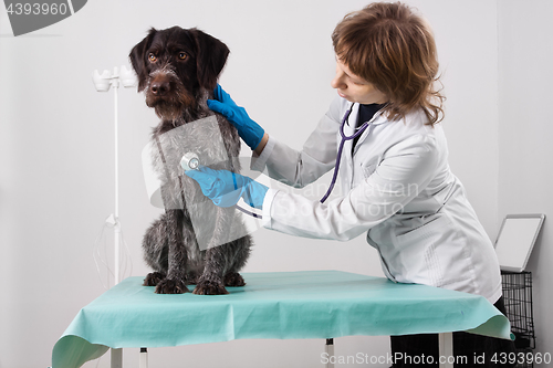 Image of vet examining dog with stethoscope in clinic