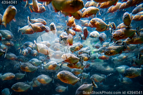 Image of Piranha - Colossoma macropomum