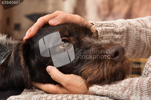 Image of hands of owner petting a dog